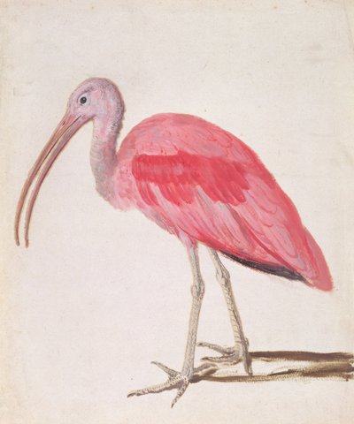 Portrait of a Scarlet Ibis Bird by European School